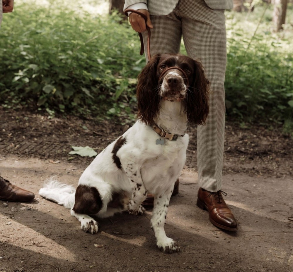 Tails of Happiness: Celebrating National Dog Day with Applegate Properties in Holmfirth