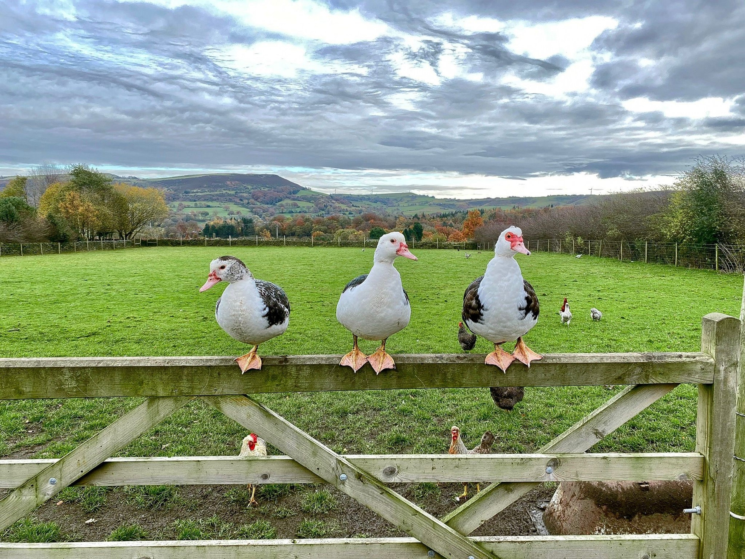 Yorkshire’s Choice - Carr Family Farm
