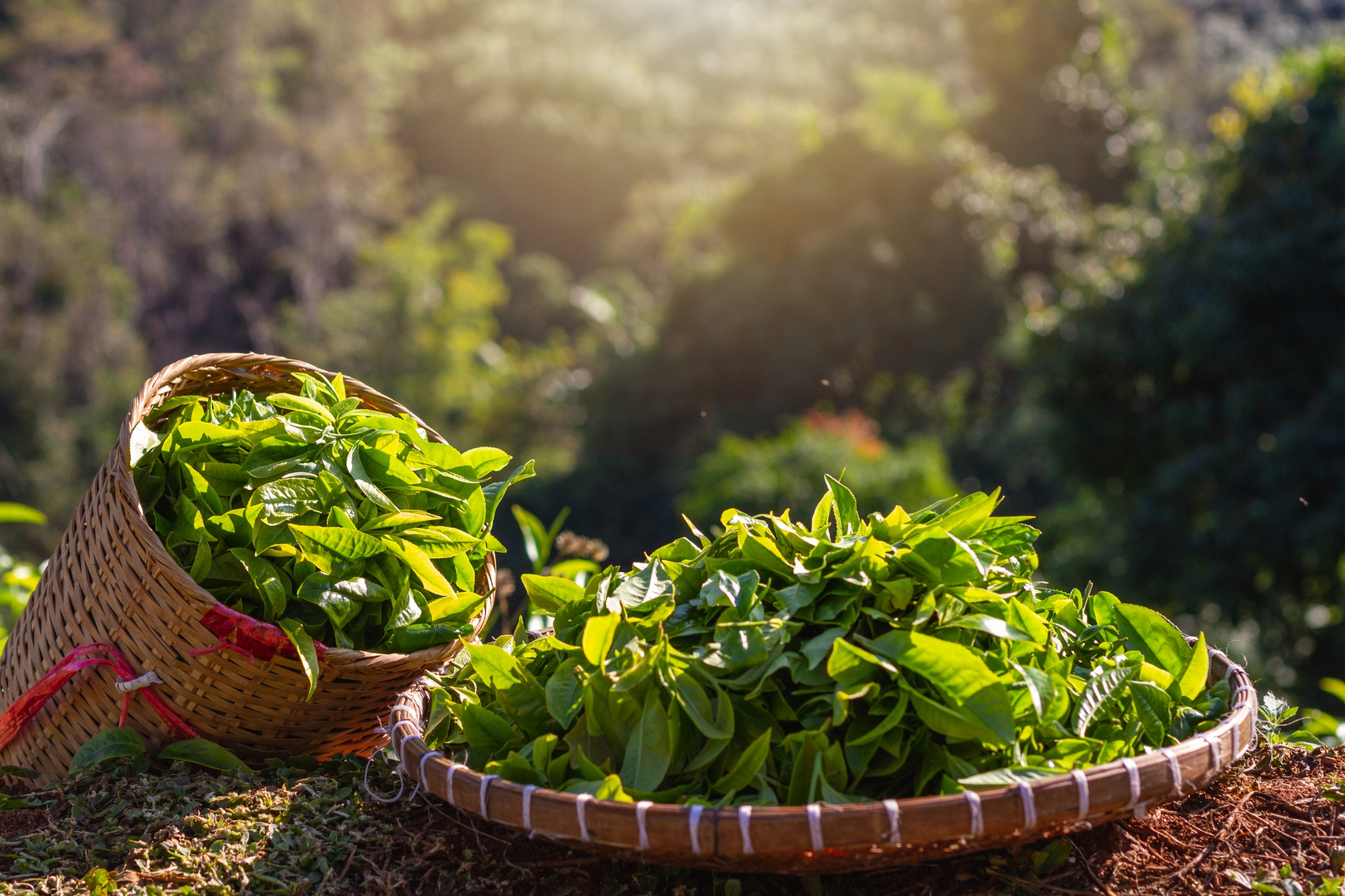 Celebrate Fairtrade Day with Applegate Properties in Holmfirth