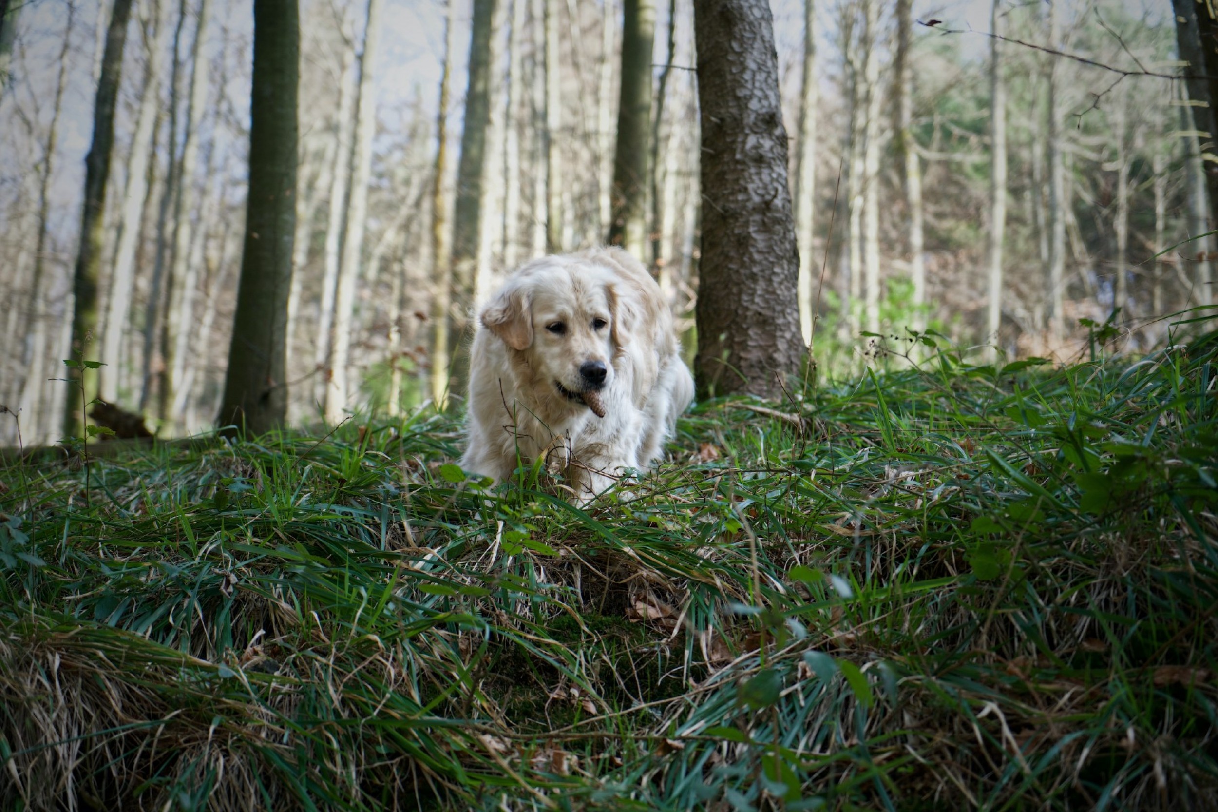 Dog-friendly walks in and around Holmfirth that you have to try!