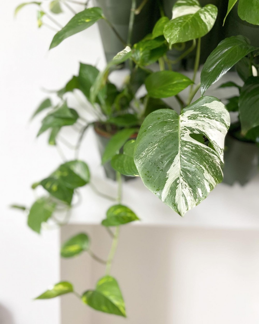 Can house plants increase your productivity? 