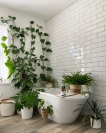 Can house plants increase your productivity? 